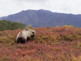 Brown Bear (Ursus Arctos) Foraging  Kamchatka  Russia