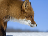 Red Fox (Vulpes Vulpes) Profile  Kamchatka  Russia