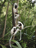 Coquerel's Sifaka (Propithecus Coquereli) Trio in Trees  Ankarafantsika Nat'l Park  Madagascar