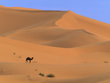 Dromedary Camel (Camelus Dromedarius) Walking Amid Sand Dunes  Sahara Desert  Morocco