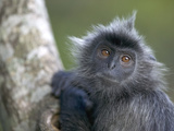 Silvered Leaf Monkey (Trachypithecus Cristatus) in Tree  Kuala Selangor A178Reserve  Malaysia