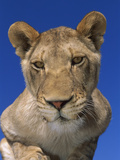 African Lion (Panthera Leo) Female Portrait in Rehabilitation Center  Namibia