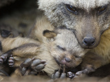 Bat-Eared Fox (Otocyon Megalotis) with Thirteen Day Old Pup  Masai Mara  Kenya