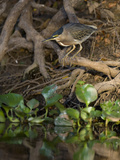 Striated Heron (Butorides Striatus) Foraging  Cuiaba River  Pantanal  Brazil