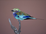Lilac-Breasted Roller (Coracias Caudata) Perching on Branch  Okavango Delta  Botswana