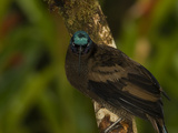A Young  Male Brown Sicklebill Bird of Paradise