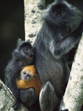 Crested Langur (Semnopithecus Cristatus) Female and Her Two Young in a Tree
