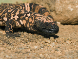 Gila Monster (Heloderma Suspectum) Sonoran Desert  Arizona