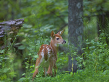 White-Tailed Deer (Odocoileus Virginianus) Fawn with Spots in Forest  North America