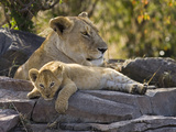 African Lion (Panthera Leo) Cub Resting on Rock with its Mother  Masai Mara Nat'l Reserve  Kenya
