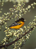 Baltimore Oriole (Icterus Galbula) Male Perching in Tree  Long Island  New York