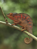 Panther Chameleon (Chamaeleo Pardalis) Female  Lokobe Nature Special Reserve  Madagascar