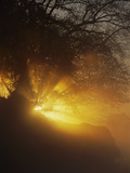Sunrays Filtering Through Tree and Fog at Sunrise  Rio Negro  Pantanal  Brazil