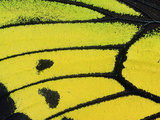 Goliath Birdwing Butterfly (Ornithoptera Goliath Samson) Wing  Irian Jaya  Indonesia