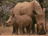 White Rhinoceros (Ceratotherium Simum) Mother with Calf  Lewa Wildlife Conservancy  Kenya