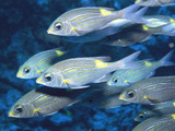 School of Yellow Spot Emperor Fish