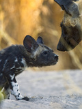 African Wild Dog (Lycaon Pictus) Adult with Six to Eight Week Old Pup  Okavango Delta  Botswana