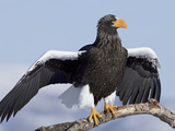 Steller's Sea Eagle (Haliaeetus Pelagicus) Sunbathing  Kamchatka  Russia