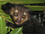 Aye-Aye (Daubentonia Madagascariensis) Portrait  Mananara  Eastern Madagascar