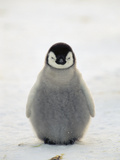 Emperor Penguin (Aptenodytes Forsteri) Chick  Antarctica
