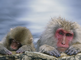 Japanese Macaque (Macaca Fuscata) Mother and Juvenile  Joshinetsu Plateau Nat'l Park  Japan