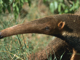 Giant Anteater (Myrmecophaga Tridactyla) Juvenile  Cerrado Ecosystem  Mato Grosso Do Sul  Brazil