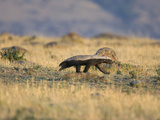 Honey Badger (Mellivora Capensis) Walking Through Grassland  Masai Mara  Kenya