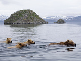 Brown Bear (Ursus Arctos) Mother and Three Cubs Swimming  Kamchatka  Russia