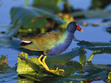 Purple Gallinule (Porphyrio Martinicus) Standing on Lily Pads  Everglades Nat'l Park  Florida