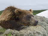 Brown Bear (Ursus Arctos) Resting  Kamchatka  Russia