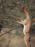 Gerenuk or Waller's Gazelle (Litocranius Walleri) Feeding in Thornbush