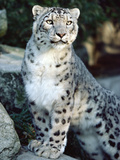 Snow Leopard (Uncia Uncia)  Woodland Park Zoo  Seattle  Washington
