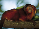Golden Lion Tamarin (Leontopithecus Rosalia) in Tree  Atlantic Forest  Ilheus  Bahia  Brazil