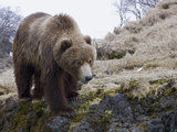 Brown Bear (Ursus Arctos) Kamchatka  Russia