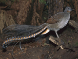 Superb Lyrebird (Menura Novaehollandiae) Male  Yarra Ranges Nat'l Park  Australia