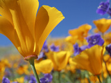 California Poppy (Eschscholzia Californica) Flowers  Antelope Valley  California