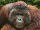 Orangutan (Pongo Pygmaeus) Male with Cheek Pads  Camp Leaky  Tanjung Puting Nat'l Park  Indonesia