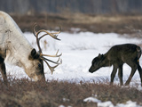 Caribou (Rangifer Tarandus) Mother and Calf  Kamchatka  Russia