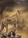 Cheetah (Acinonyx Jubatus) Mother With  Adolescents  Samburu National Reserve  Kenya