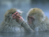 Japanese Macaque (Macaca Fuscata) Pair Grooming in Hot Spring  Joshinetsu Plateau Nat'l Park  Japan