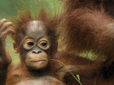 Orangutan (Pongo Pygmaeus) Baby  Camp Leaky  Tanjung Puting Nat'l Park  Indonesia
