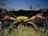 Giant Mud Crab or Mangrove Crab (Scylla Serrata)  Claws Spread Wide in Defensive Posture