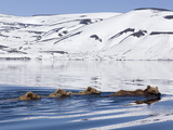 Brown Bear (Ursus Arctos) Mother and Three Cubs Swimming  Kamchatka  Russia