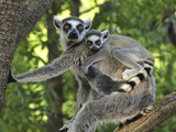 Ring-Tailed Lemur (Lemur Catta) Female and Baby  Berenty Private Reserve  Madagascar