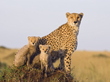 Cheetah (Acinonyx Jubatus) Mother and Eight Week Old Cubs  Maasai Mara Reserve  Kenya