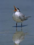 Royal Tern (Sterna Maxima) Calling  Fort Myers Beach  Florida