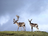 Caribou (Rangifer Tarandus) Silhouetted Against Sky  Alaska