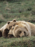 Alaskan Brown Bear or Grizzly Bear (Ursus Arctos) Mother and Cub Resting  Denali   Alaska
