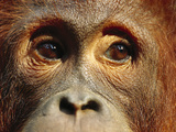 Orangutan (Pongo Pygmaeus) Close-Up  Borneo
