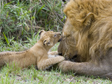 African Lion (Panthera Leo)Cub Playing with Adult Male  Vulnerable  Masai Mara Nat'l Reserve  Kenya